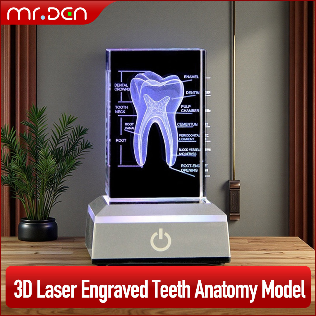 Dental 3D Laser Engraved Human - огляд і ціна Paper Weight Crystal
