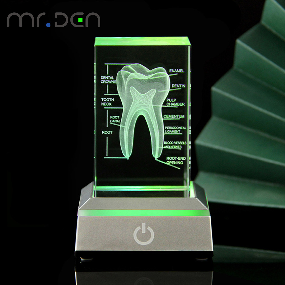 Dental 3D Laser Engraved Human - огляд і ціна Paper Weight Crystal