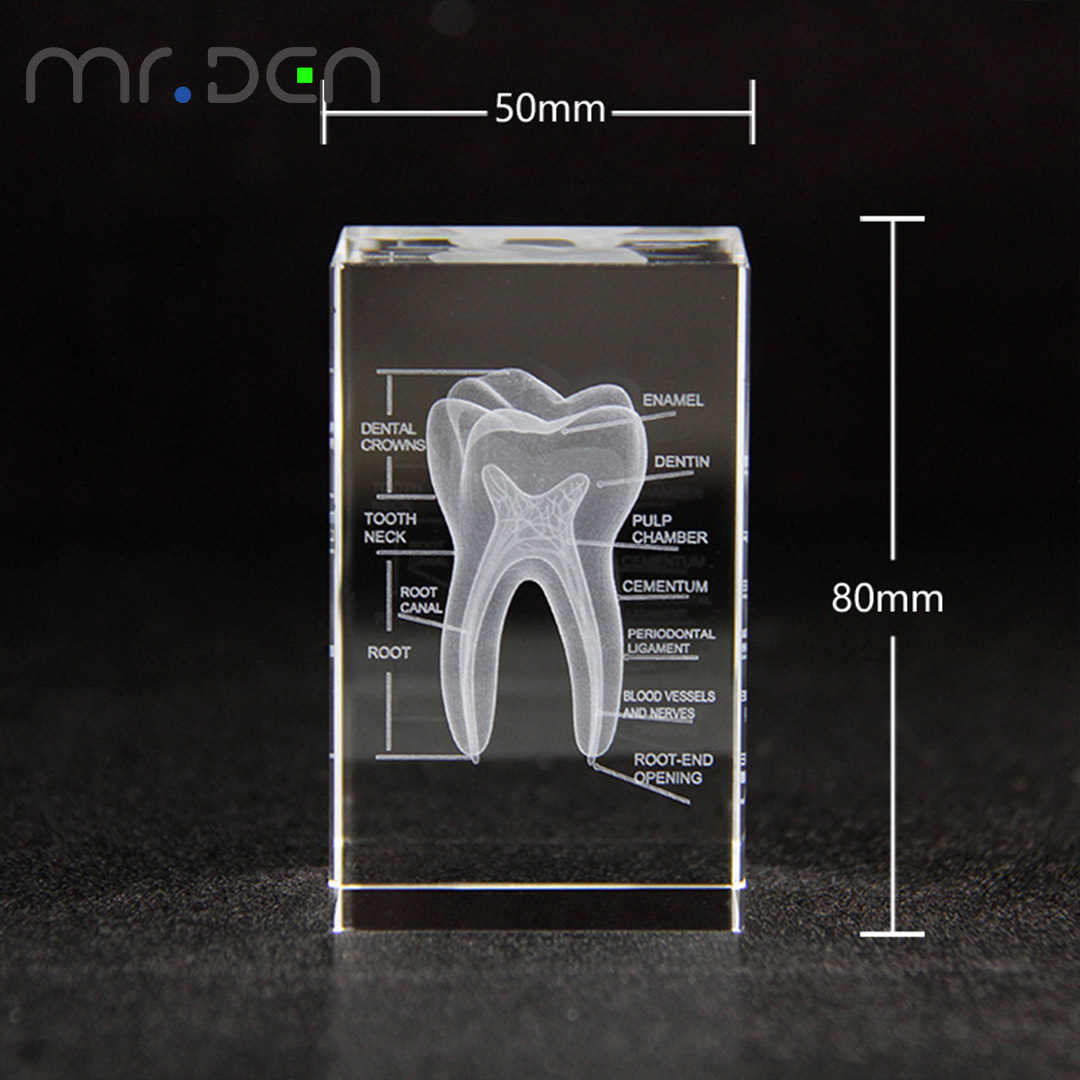 Dental 3D Laser Engraved Human - огляд і ціна Paper Weight Crystal
