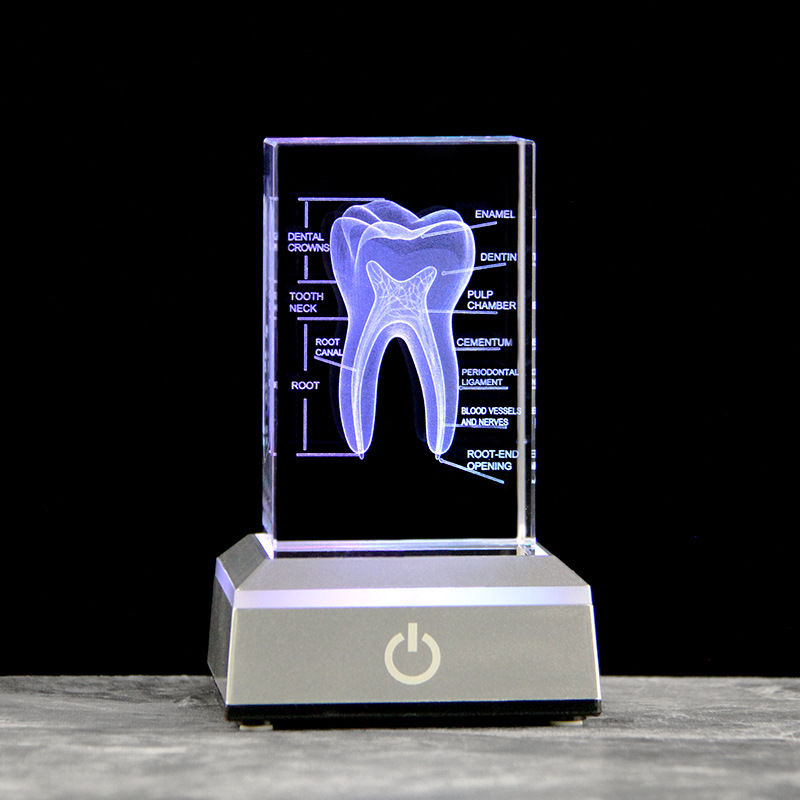 Dental 3D Laser Engraved Human - огляд і ціна Paper Weight Crystal